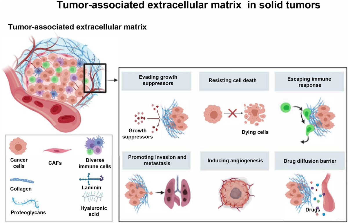 Frontiers | Tumor-Associated Extracellular Matrix: How to Be