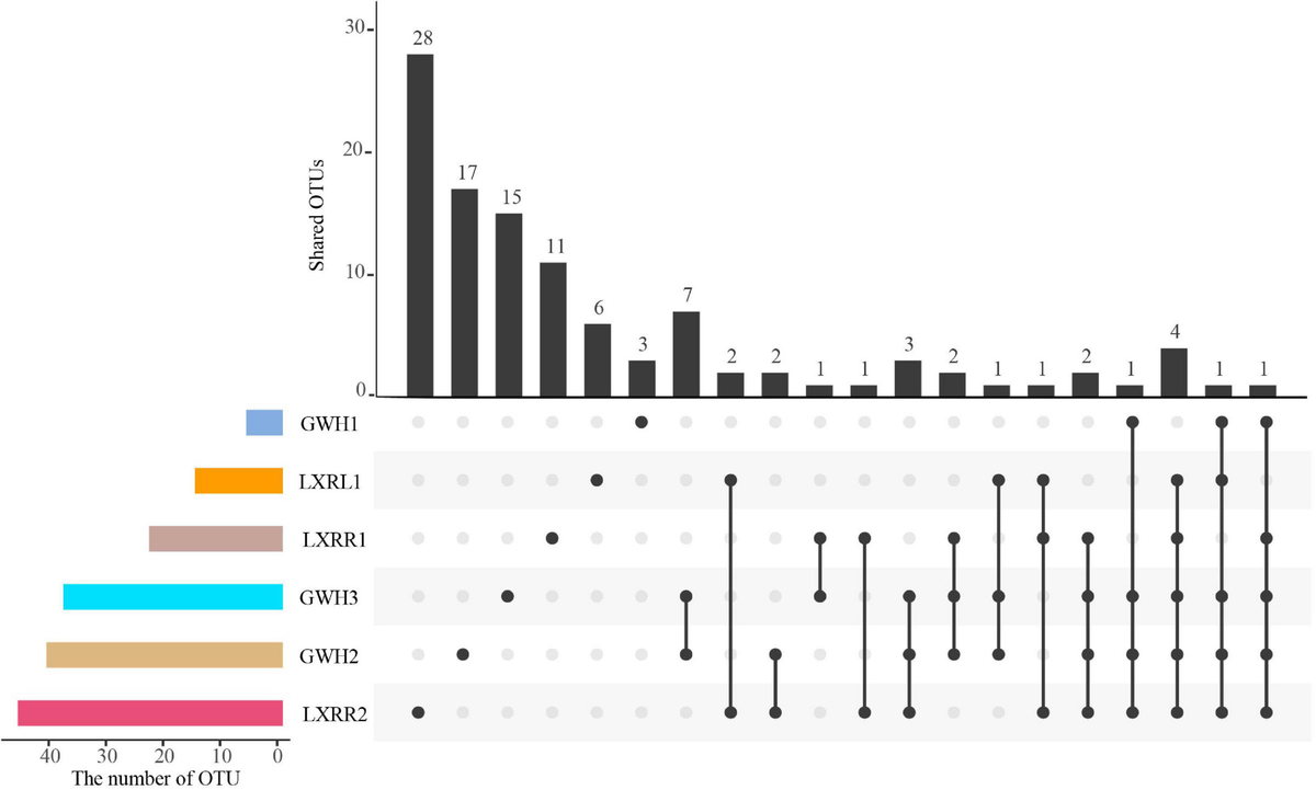 Frontiers | Diversity and Distribution of Anaerobic Ammonium