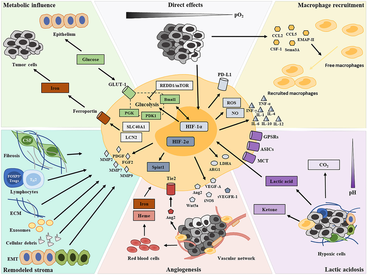 Frontiers | Tumor-Associated Macrophages and Their Functional