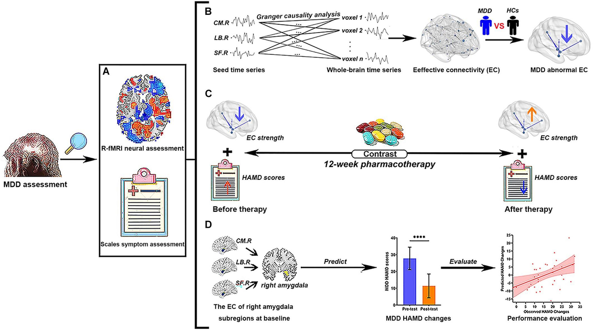 Frontiers | Effective Connectivity of Right Amygdala