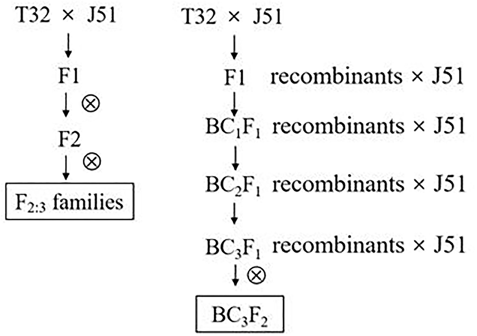 fpls-12-743869-g001.jpg