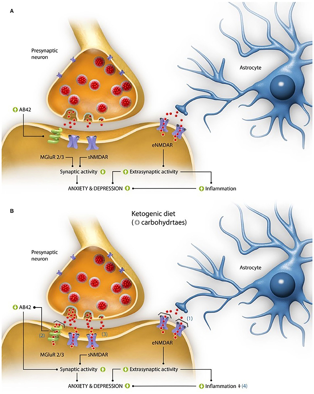 Frontiers | Can Ketogenic Diet Improve Alzheimer's Disease