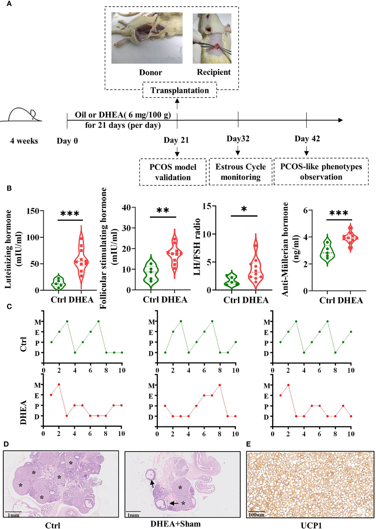 LncDGAT2 is a novel positive regulator of the goat adipocyte