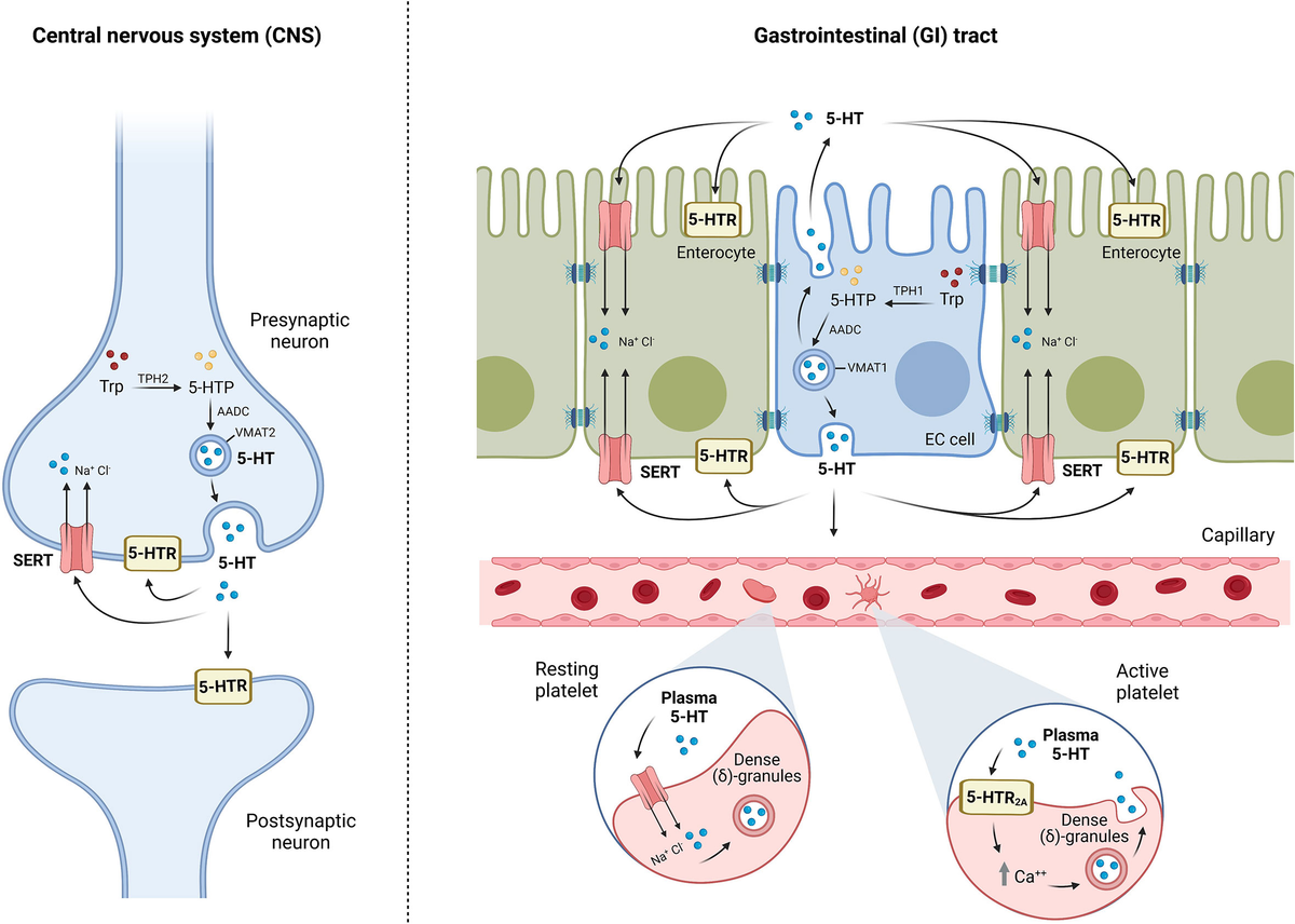 Frontiers | Crosstalk Between Intestinal Serotonergic System