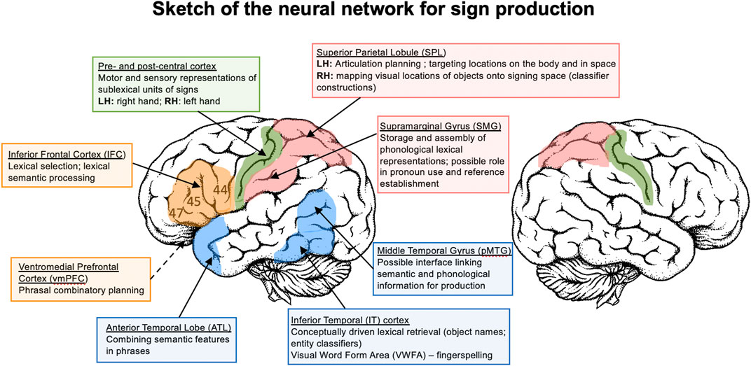 Music, Language, and the Brain: 9780199755301: Medicine