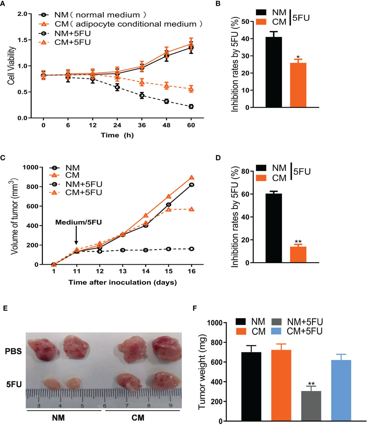 Frontiers | Adipocytic Glutamine Synthetase Upregulation via