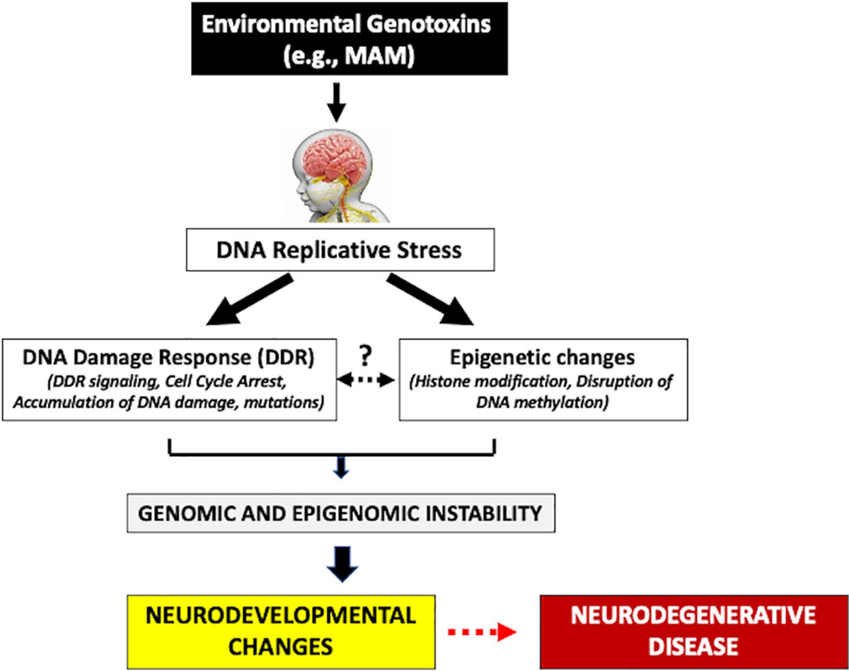 Frontiers | Genotoxic Damage During Brain Development