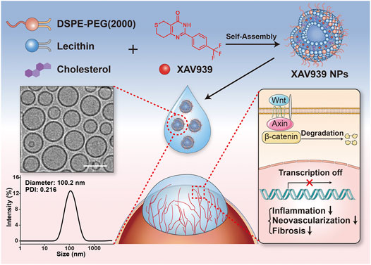 A bioactivated in vivo assembly nanotechnology fabricated