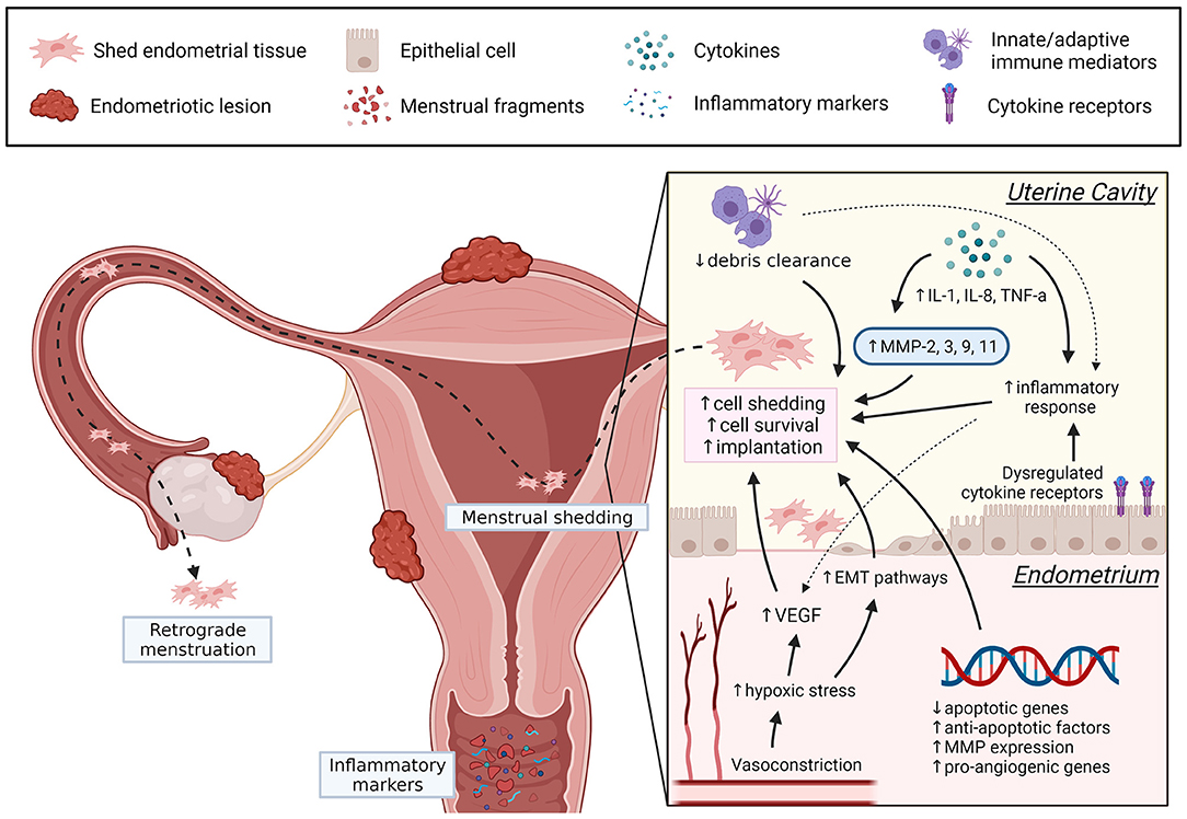 menstruation Frontiers | Menstruation Dysregulation and Endometriosis Development