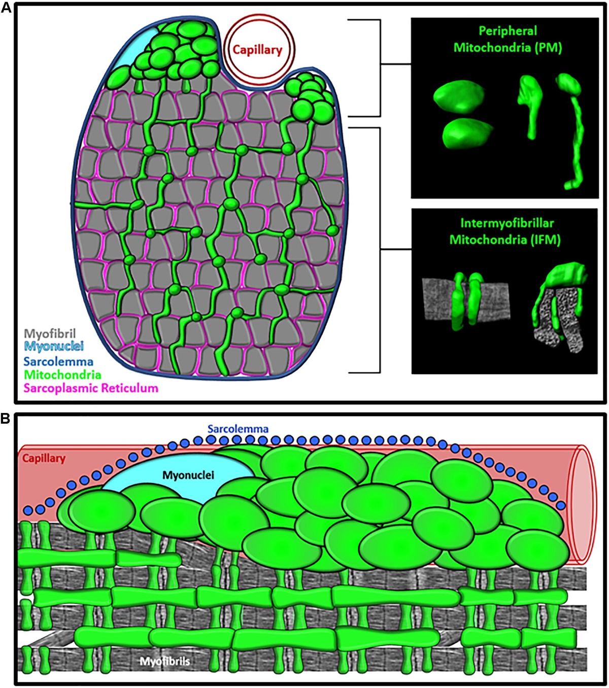 【SALE／10%OFF Frontiers Form Mitochondrial of Specialization Subcellular | トップス