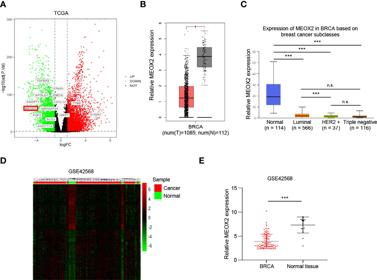 2024年最新入荷 Frontiers | MEOX2 Gene Angiogenesis-Associated Crucial A その他