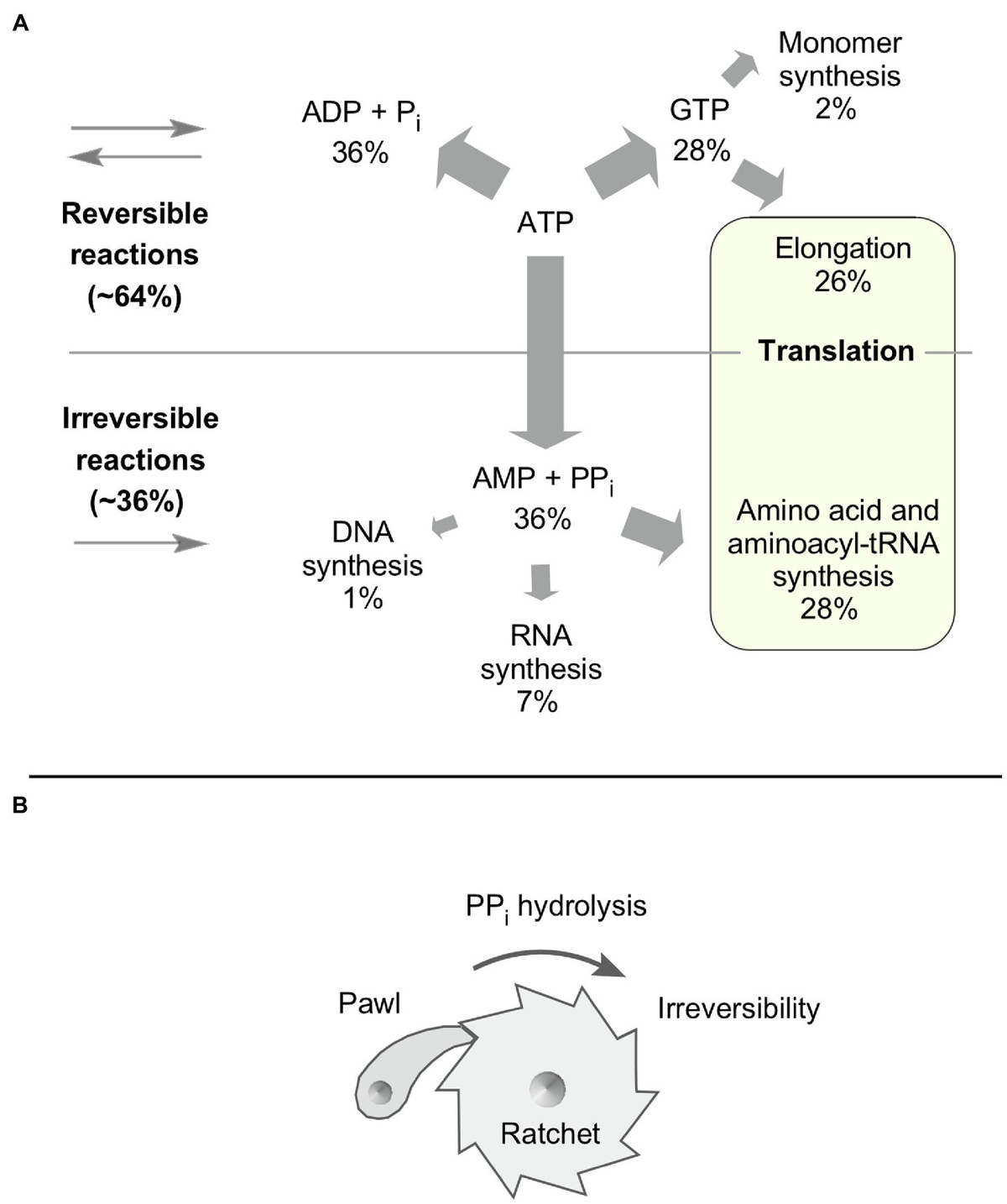 Frontiers Pyrophosphate and Irreversibility in Evolution or why PPi