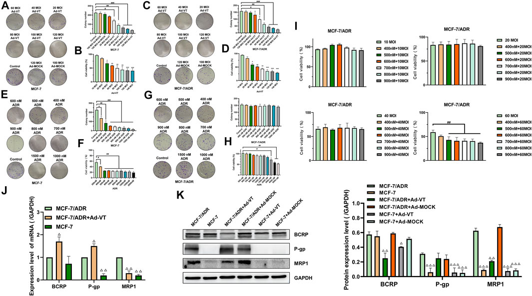 Frontiers | Ad-Apoptin-hTERTp-E1a Regulates Autophagy Through the