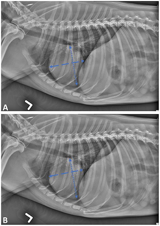 fvets-08-764570-g001.jpg