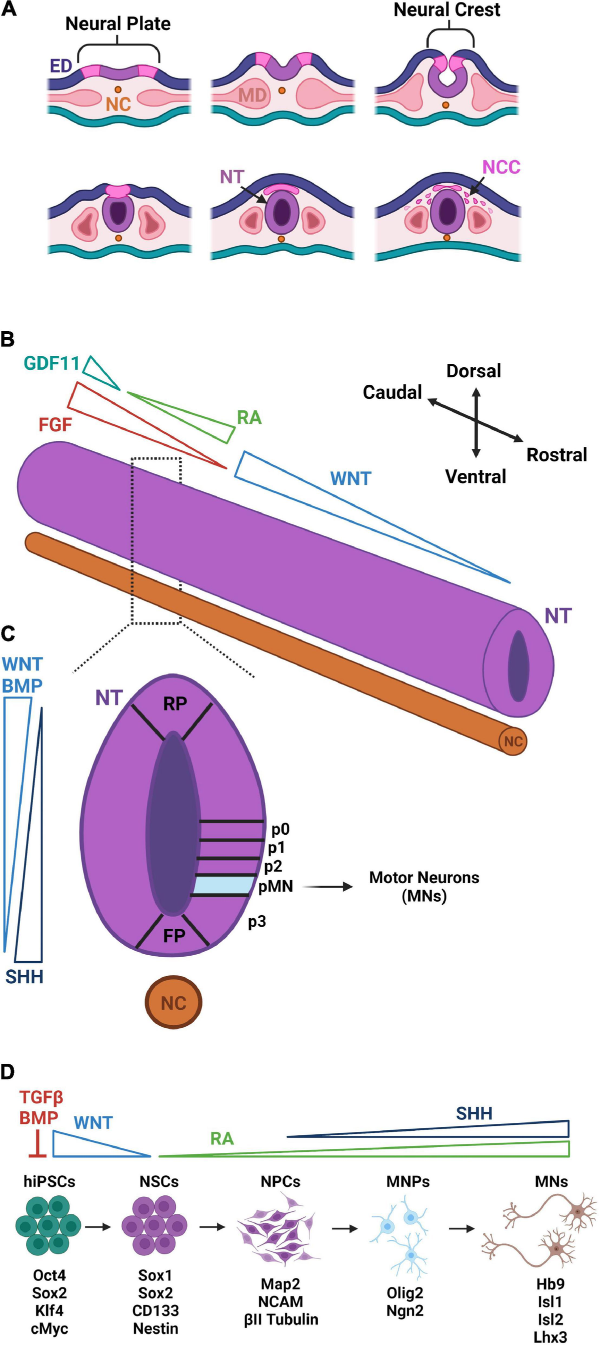 Muscle Diseases (神経学) Frontiers | Neuromuscular Development and Disease: Learning