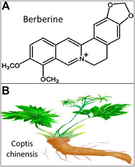 Frontiers | The Effective Role of Natural Product Berberine