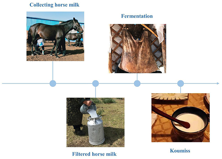 【驚きの値段】 Effects | Frontiers of Immune Intestinal on Koumiss 邦楽