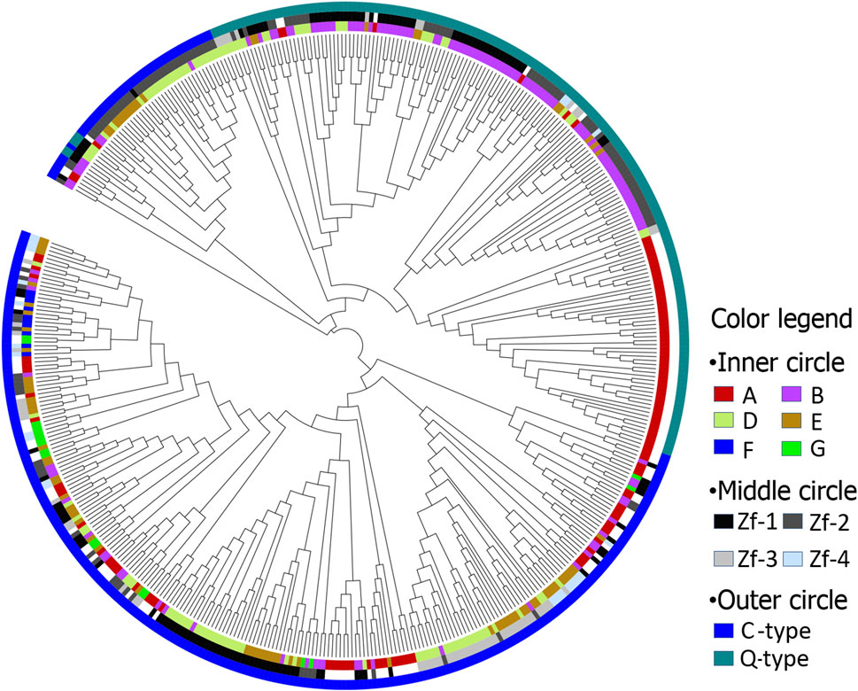 新品★a子★GENE ZXDA Gene - GeneCards | ZXDA Protein | ZXDA Antibody