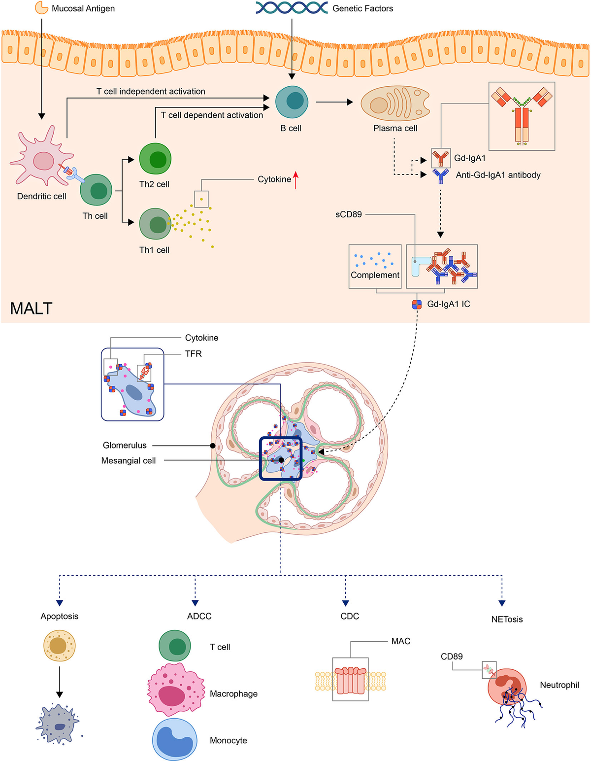 Frontiers | Pathogenesis of IgA Vasculitis: An Up-To-Date Review