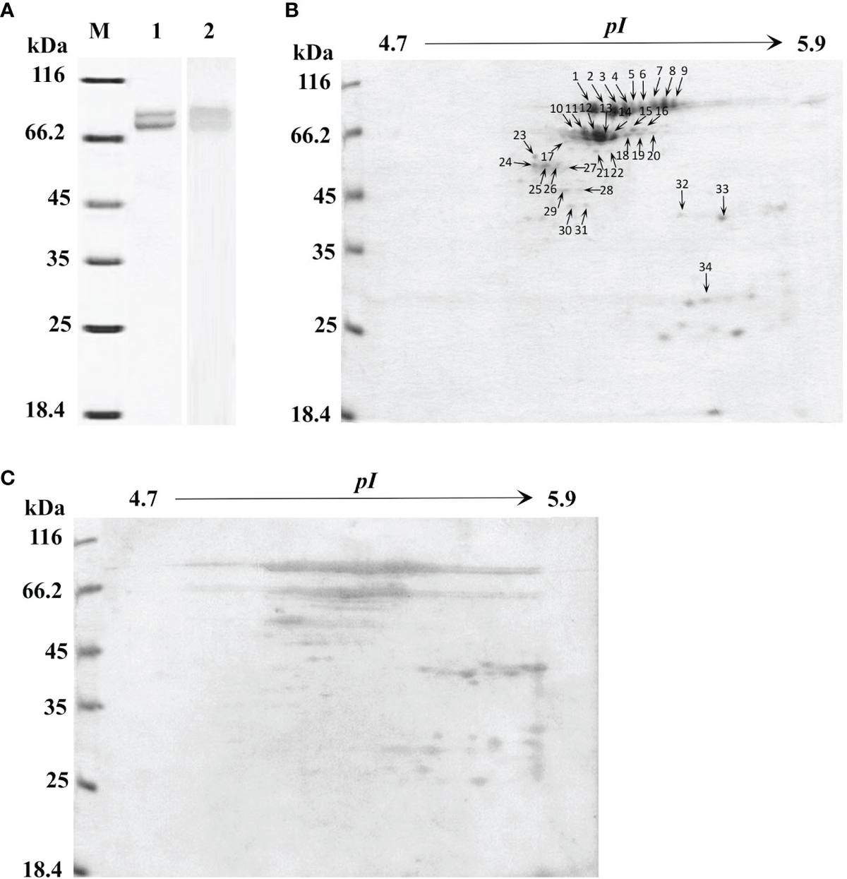 fimmu-12-772091-g001.jpg