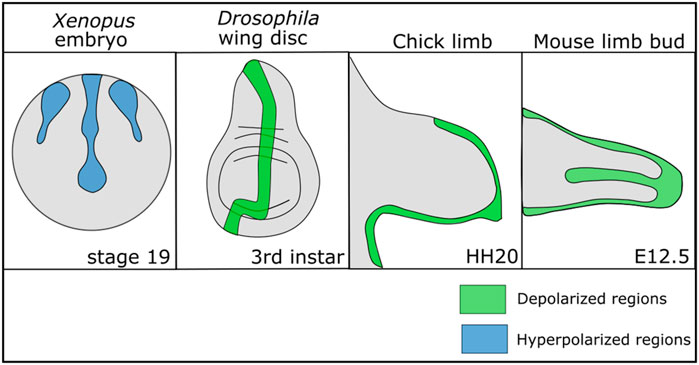 Frontiers Mechanisms Underlying Influence of Bioelectricity in