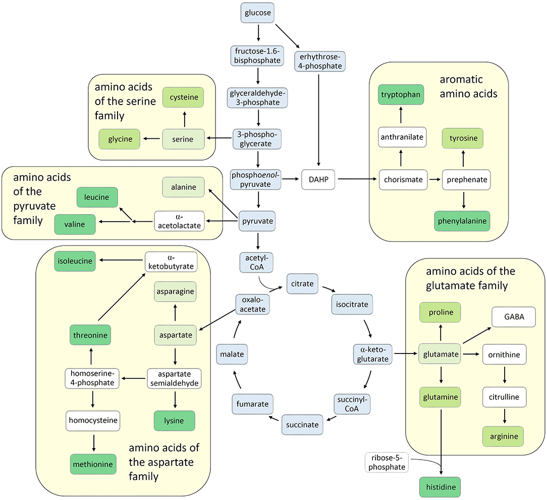 Acids articles. Essential amino acids. amino acid synthesis. amino acids in acidic and basic environment. amino acid analyses.