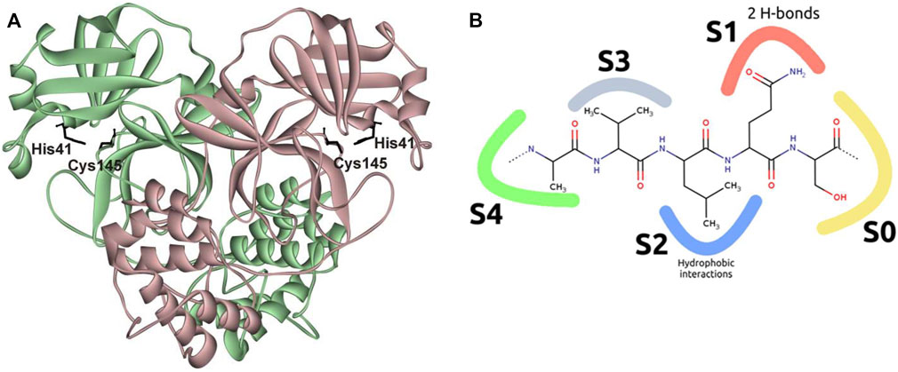 Frontiers Pre Steady State Kinetics of the SARS CoV 2 Main Protease