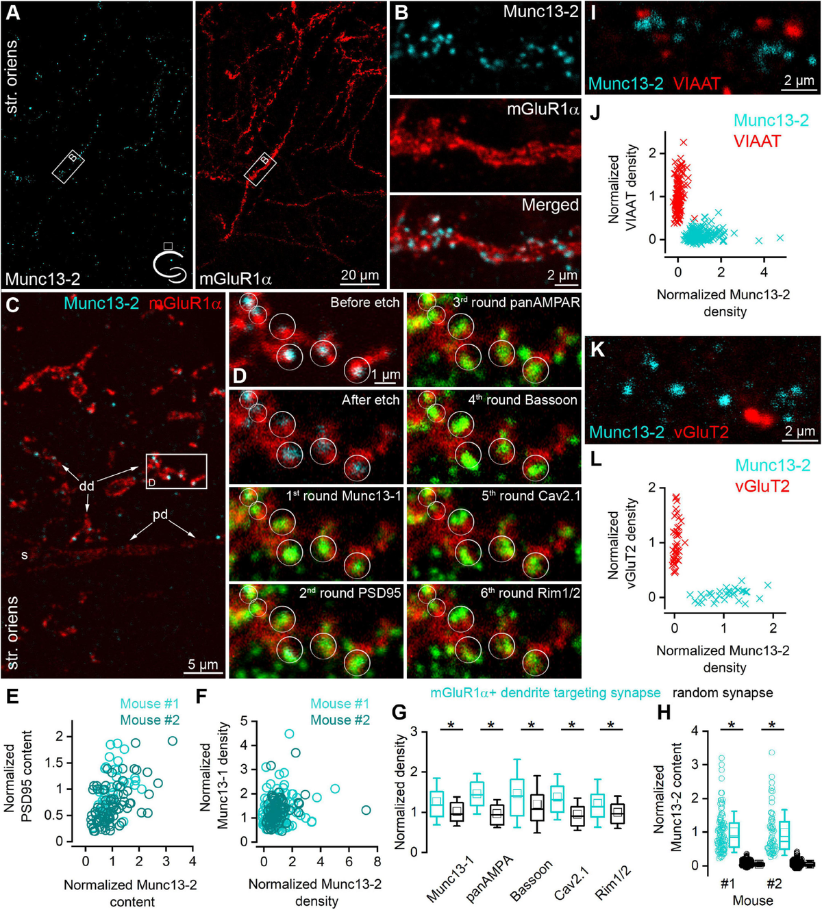 show様 Frontiers | Selective Enrichment of Munc13-2 in Presynaptic