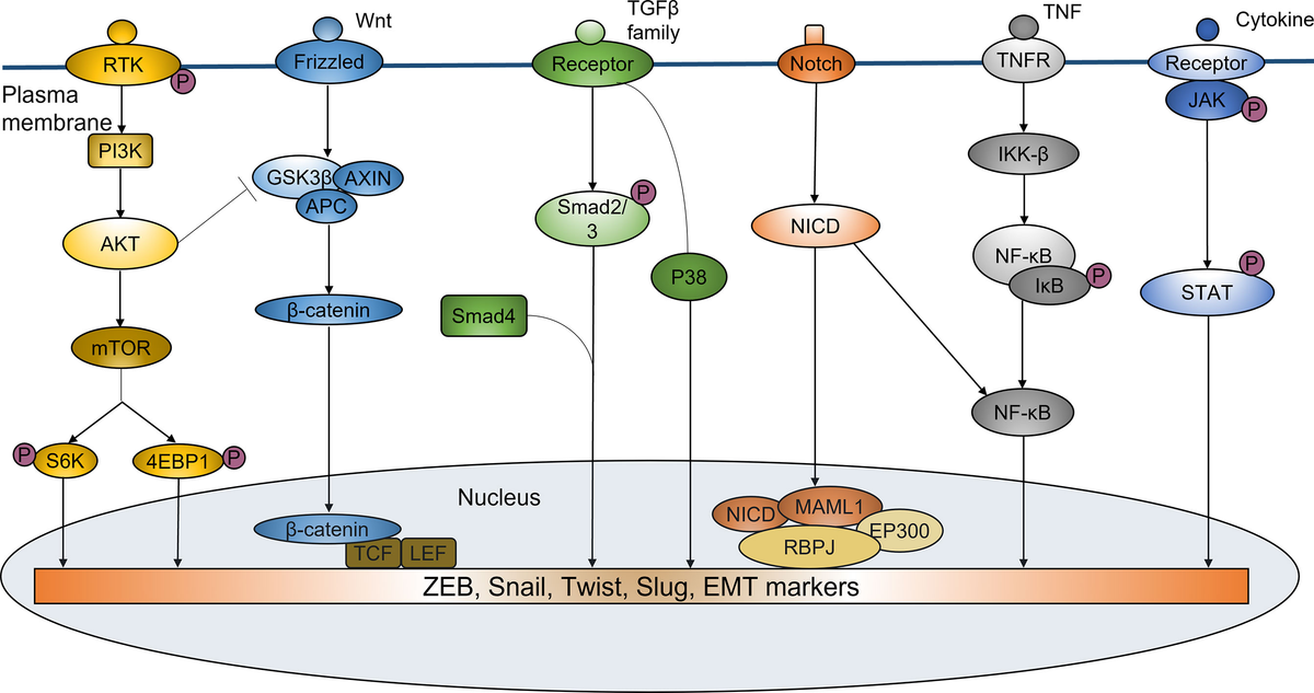 Frontiers | Targeting Epithelial-to-Mesenchymal Transition