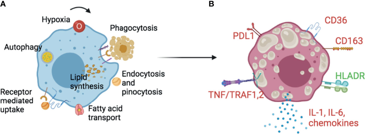Frontiers | Foam Cell Macrophages in Tuberculosis