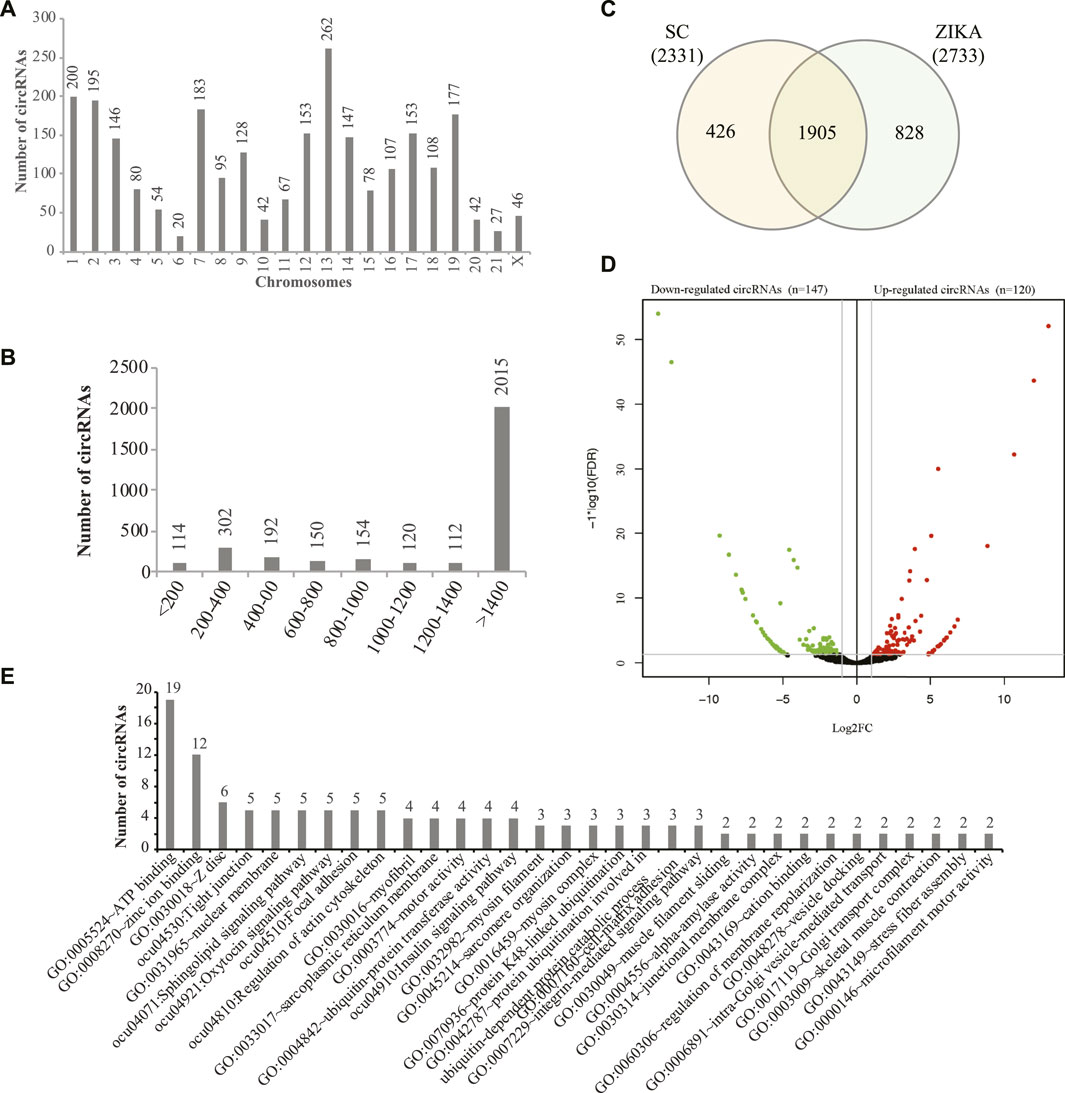 Frontiers | Circular RNA, microRNA and Protein Profiles of the ...