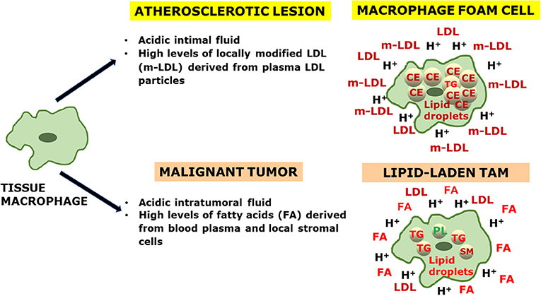 Cellular Proteins and Their Fatty Acids in Health and