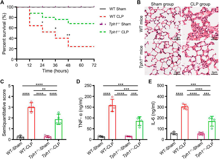 Frontiers | Activated Platelets Autocrine 5-Hydroxytryptophan
