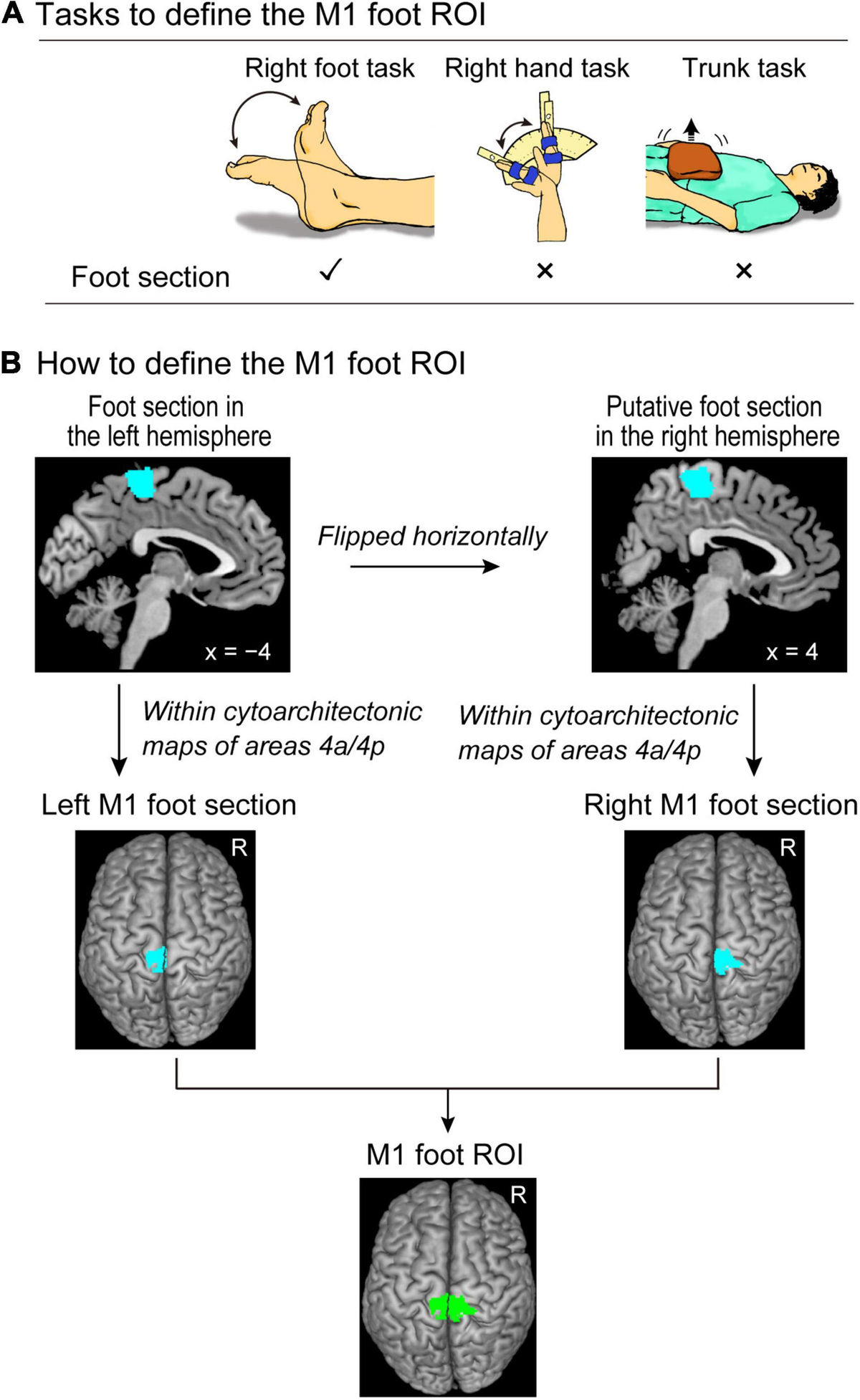 Frontiers | Hyper-Adaptation in the Human Brain: Functional and 