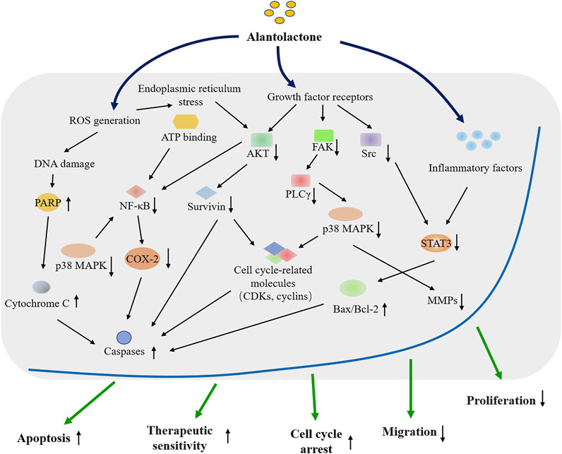 Frontiers | Alantolactone: A Natural Plant Extract as a