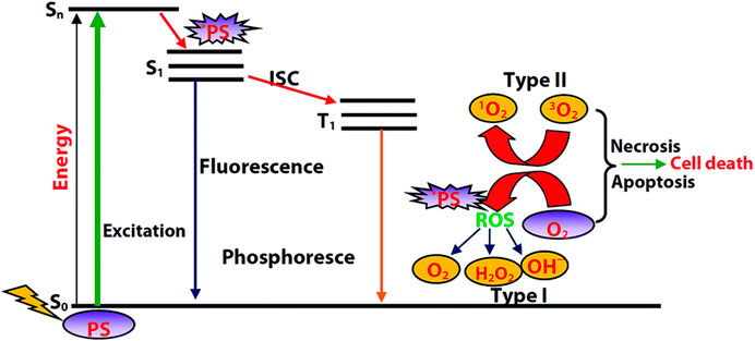 Frontiers | Smart Polymeric Delivery System for Antitumor