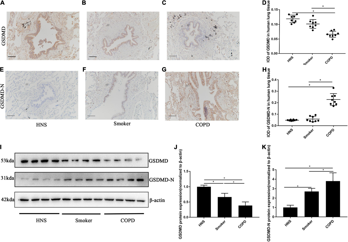 Frontiers | Transient Receptor Potential Cation Channel