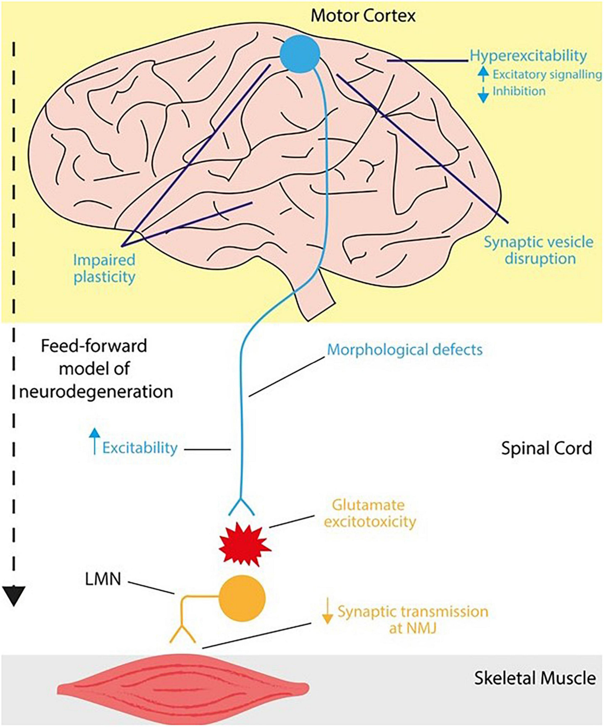 Frontiers | Emerging Mechanisms Underpinning