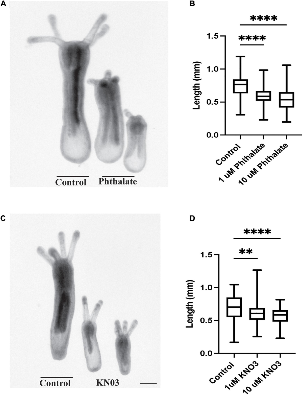 Full article: Proliferating and migrating effects of