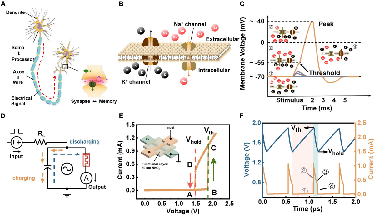 Frontiers | Engineering Spiking Neurons Using Threshold
