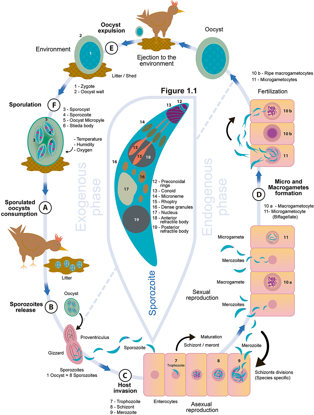 Natural treatment for coccidia in dogs new arrivals