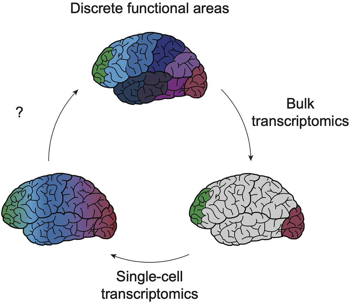 Overview of General Biology チェコ マサリク 医学部 Genetic map of regional sulcal morphology in the human brain from