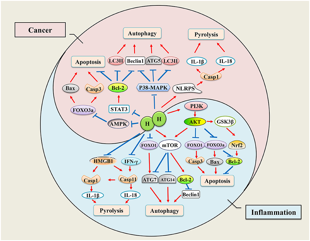 Frontiers | Hydrogen, a Novel Therapeutic Molecule