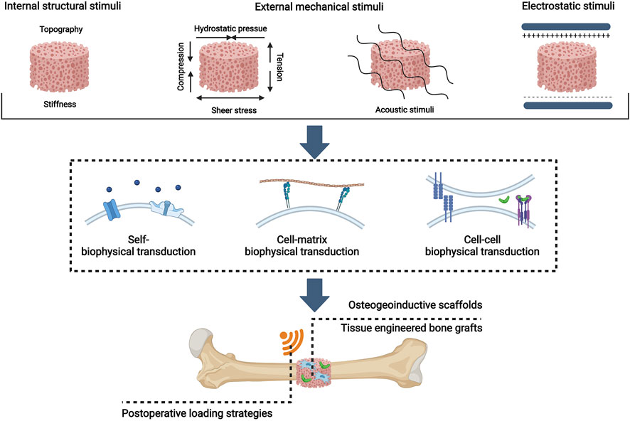 Frontiers | Biophysical Stimuli as the Fourth Pillar of Bone Frontiers | Biophysical Stimuli as the Fourth Pillar of Bone