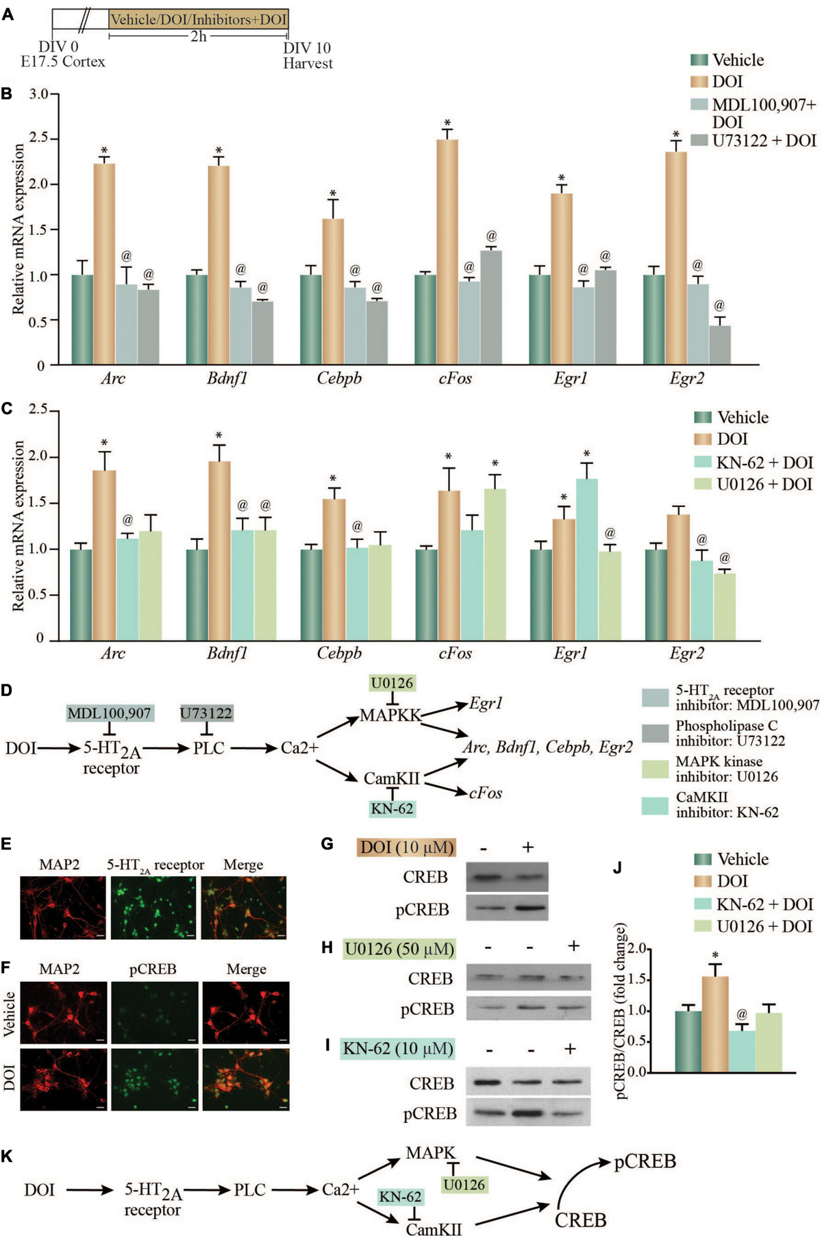 Frontiers | The Hallucinogenic Serotonin2A Receptor Agonist