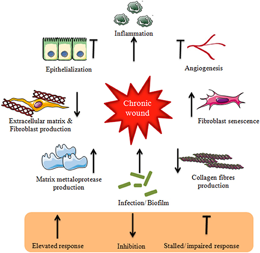Frontiers | Challenges in Healing Wound: Role of