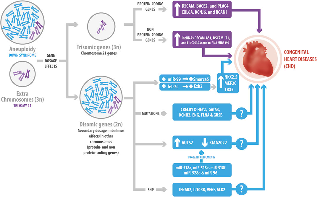 健康・医学 HEART DISEASE 楽天市場】冠状動脈疾患 型抜き絵本 TP001 医学絵本 狭心症 心臓