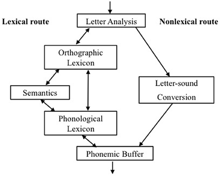 Frontiers | Tracking orthographic learning in children with