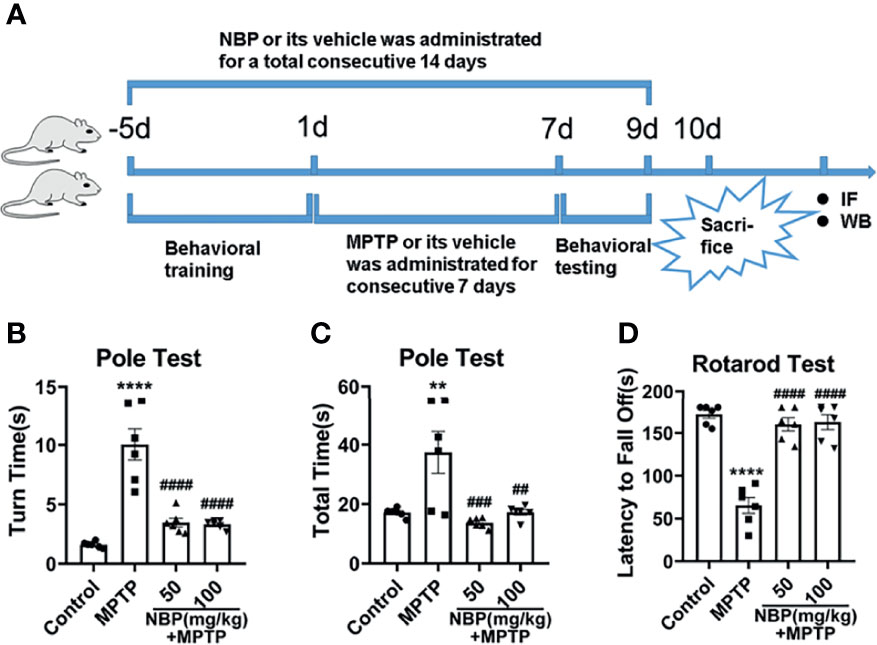 Frontiers | Dl-3-n-Butylphthalide Rescues Dopaminergic