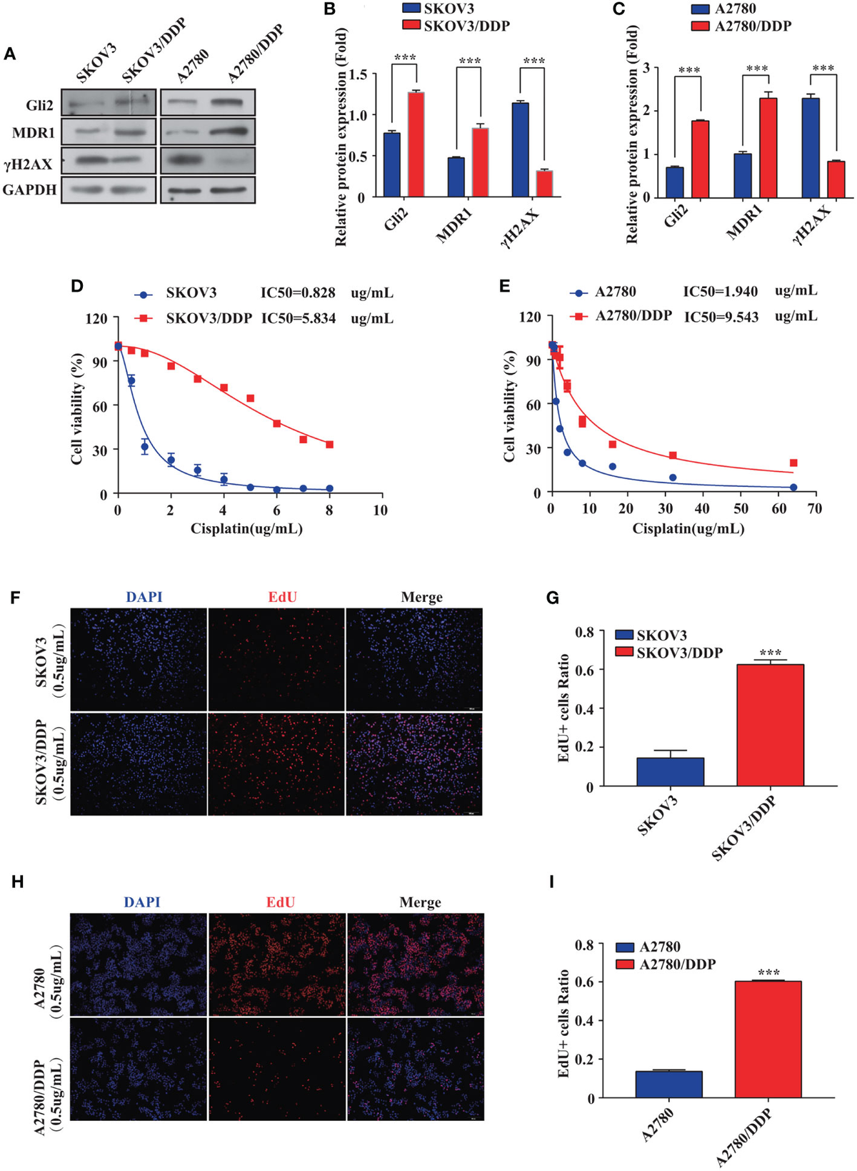 Frontiers | Hedgehog−Gli2 Signaling Promotes